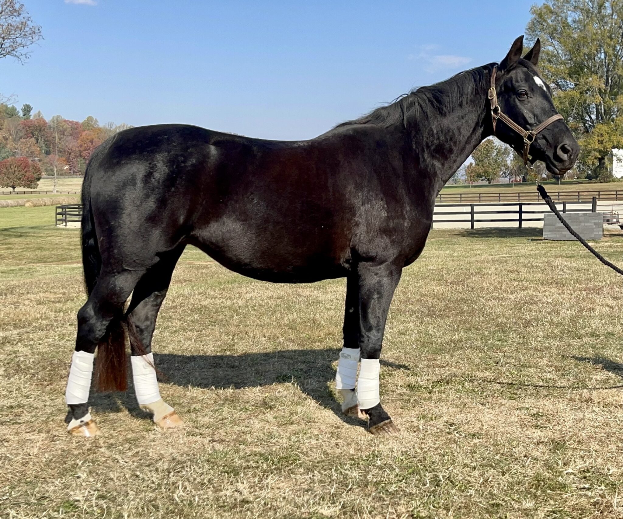 What Makes Double C Ranch Stand Out as a Horse Training and Riding ...