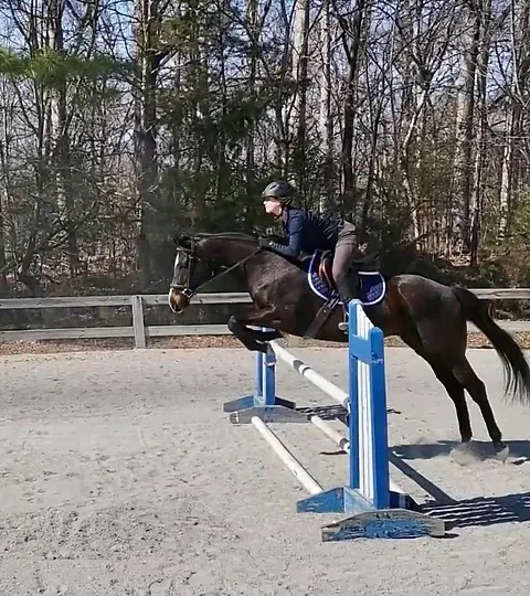 Willow, school horse at Double C Ranch