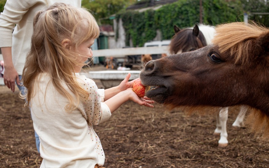 girl feeding horse girl feeding horse